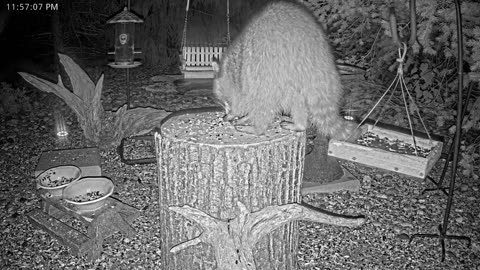 LIVE 24/7 Indiana Birds, Squirrels and Wildlife Feeder Cam