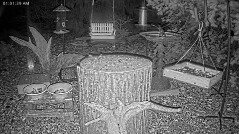LIVE 24/7 Indiana Birds, Squirrels and Wildlife Feeder Cam