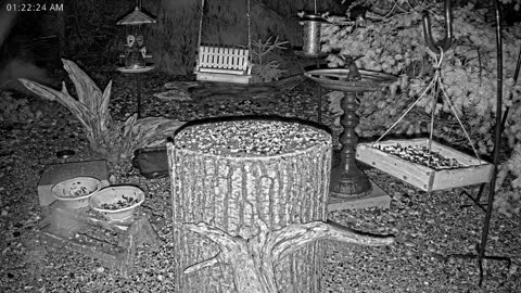 LIVE 24/7 Indiana Birds, Squirrels and Wildlife Feeder Cam