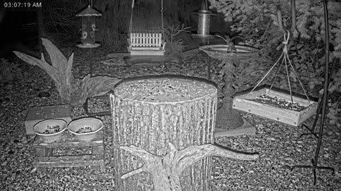 LIVE 24/7 Indiana Birds, Squirrels and Wildlife Feeder Cam