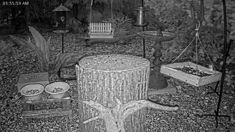 LIVE 24/7 Indiana Birds, Squirrels and Wildlife Feeder Cam