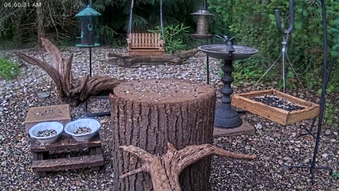 LIVE 24/7 Indiana Birds, Squirrels and Wildlife Feeder Cam