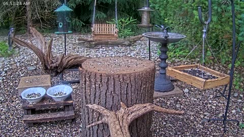 LIVE 24/7 Indiana Birds, Squirrels and Wildlife Feeder Cam