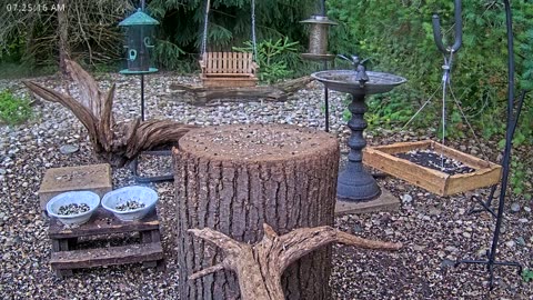 LIVE 24/7 Indiana Birds, Squirrels and Wildlife Feeder Cam