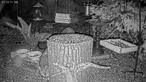 LIVE 24/7 Indiana Birds, Squirrels and Wildlife Feeder Cam