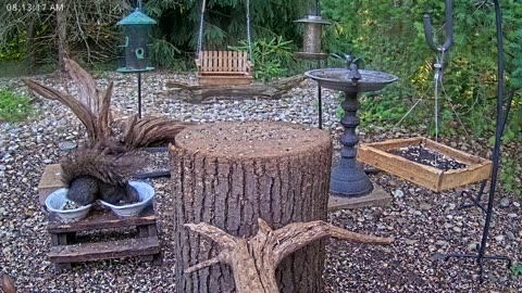 LIVE 24/7 Indiana Birds, Squirrels and Wildlife Feeder Cam