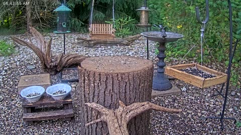 LIVE 24/7 Indiana Birds, Squirrels and Wildlife Feeder Cam