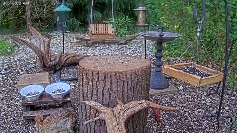 LIVE 24/7 Indiana Birds, Squirrels and Wildlife Feeder Cam