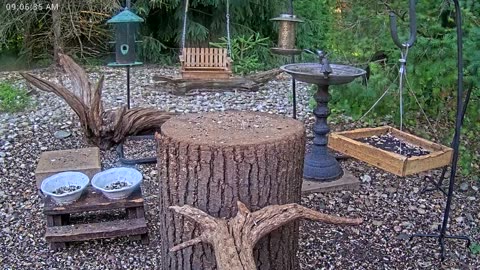 LIVE 24/7 Indiana Birds, Squirrels and Wildlife Feeder Cam