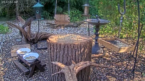 LIVE 24/7 Indiana Birds, Squirrels and Wildlife Feeder Cam