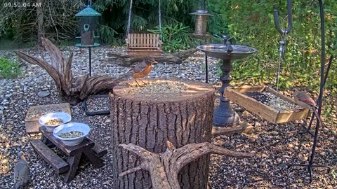 LIVE 24/7 Indiana Birds, Squirrels and Wildlife Feeder Cam