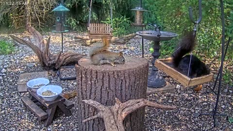 LIVE 24/7 Indiana Birds, Squirrels and Wildlife Feeder Cam