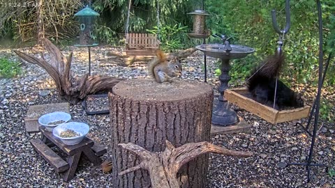 LIVE 24/7 Indiana Birds, Squirrels and Wildlife Feeder Cam
