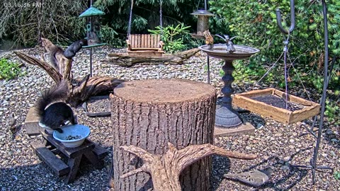 LIVE 24/7 Indiana Birds, Squirrels and Wildlife Feeder Cam
