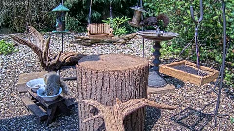 LIVE 24/7 Indiana Birds, Squirrels and Wildlife Feeder Cam