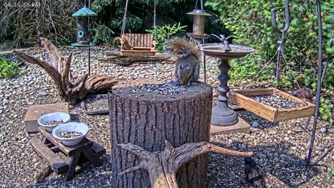 LIVE 24/7 Indiana Birds, Squirrels and Wildlife Feeder Cam