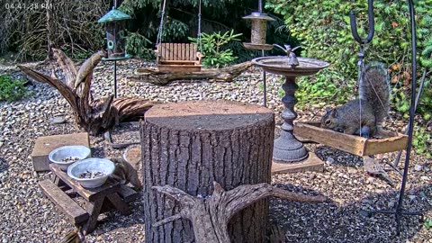 LIVE 24/7 Indiana Birds, Squirrels and Wildlife Feeder Cam