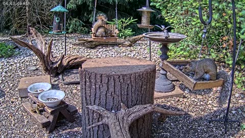 LIVE 24/7 Indiana Birds, Squirrels and Wildlife Feeder Cam