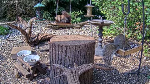 LIVE 24/7 Indiana Birds, Squirrels and Wildlife Feeder Cam