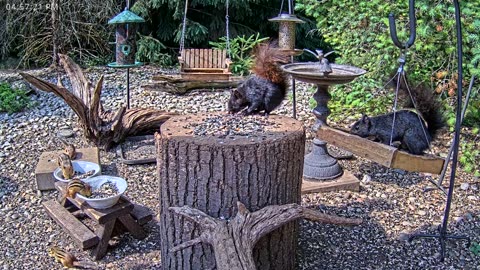 LIVE 24/7 Indiana Birds, Squirrels and Wildlife Feeder Cam