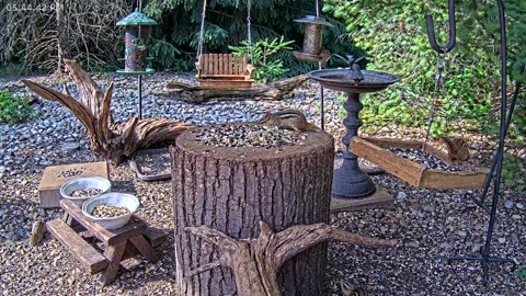 LIVE 24/7 Indiana Birds, Squirrels and Wildlife Feeder Cam
