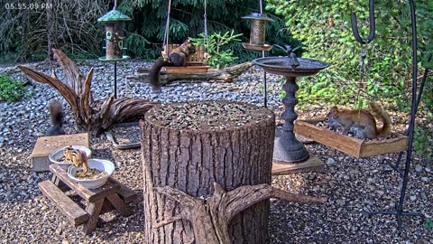 LIVE 24/7 Indiana Birds, Squirrels and Wildlife Feeder Cam