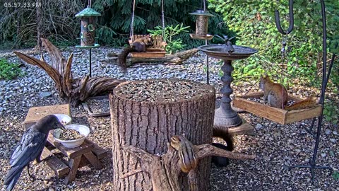 LIVE 24/7 Indiana Birds, Squirrels and Wildlife Feeder Cam