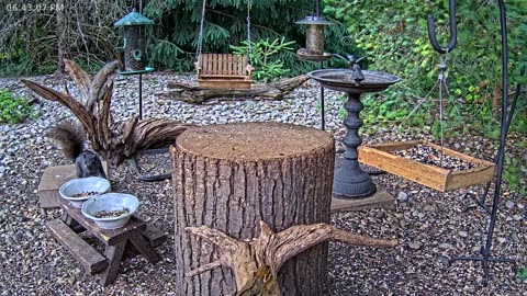 LIVE 24/7 Indiana Birds, Squirrels and Wildlife Feeder Cam
