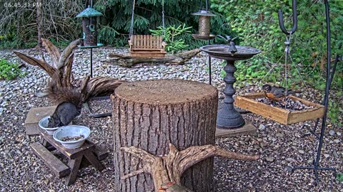 LIVE 24/7 Indiana Birds, Squirrels and Wildlife Feeder Cam