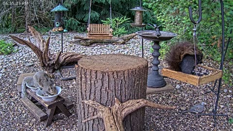 LIVE 24/7 Indiana Birds, Squirrels and Wildlife Feeder Cam
