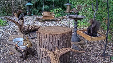 LIVE 24/7 Indiana Birds, Squirrels and Wildlife Feeder Cam