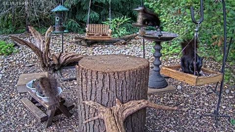 LIVE 24/7 Indiana Birds, Squirrels and Wildlife Feeder Cam