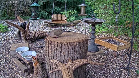 LIVE 24/7 Indiana Birds, Squirrels and Wildlife Feeder Cam