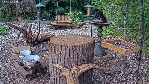 LIVE 24/7 Indiana Birds, Squirrels and Wildlife Feeder Cam