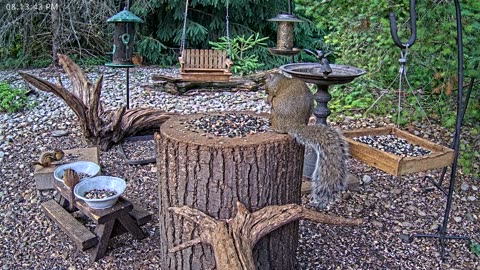 LIVE 24/7 Indiana Birds, Squirrels and Wildlife Feeder Cam