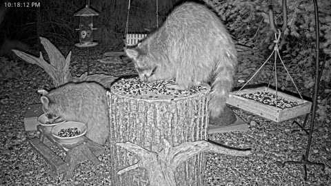 LIVE 24/7 Indiana Birds, Squirrels and Wildlife Feeder Cam
