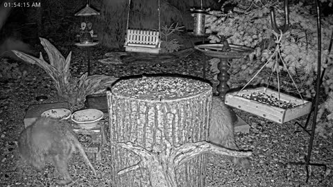 LIVE 24/7 Indiana Birds, Squirrels and Wildlife Feeder Cam