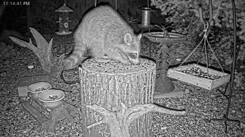 LIVE 24/7 Indiana Birds, Squirrels and Wildlife Feeder Cam