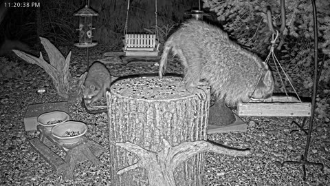 LIVE 24/7 Indiana Birds, Squirrels and Wildlife Feeder Cam