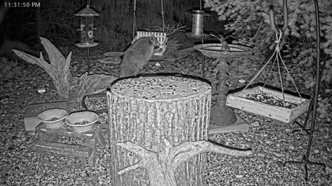 LIVE 24/7 Indiana Birds, Squirrels and Wildlife Feeder Cam