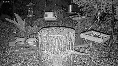 LIVE 24/7 Indiana Birds, Squirrels and Wildlife Feeder Cam