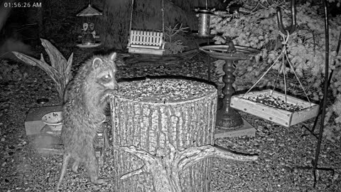 LIVE 24/7 Indiana Birds, Squirrels and Wildlife Feeder Cam