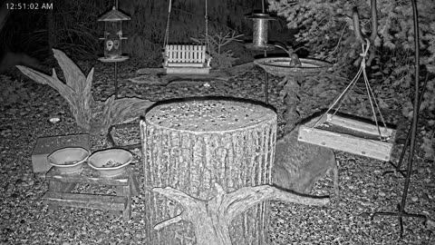 LIVE 24/7 Indiana Birds, Squirrels and Wildlife Feeder Cam