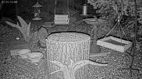 LIVE 24/7 Indiana Birds, Squirrels and Wildlife Feeder Cam