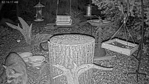 LIVE 24/7 Indiana Birds, Squirrels and Wildlife Feeder Cam