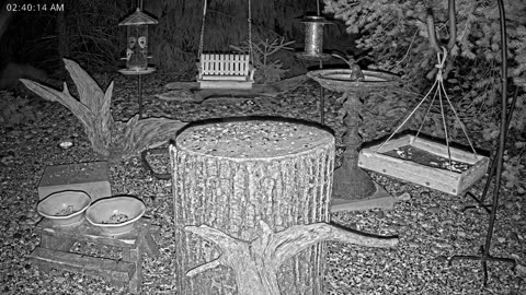 LIVE 24/7 Indiana Birds, Squirrels and Wildlife Feeder Cam
