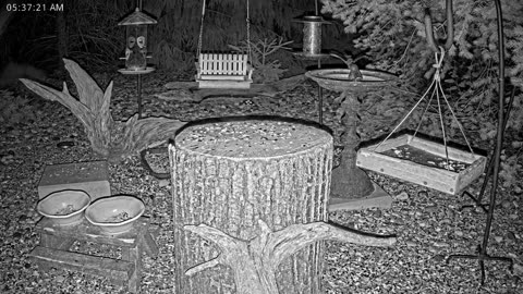 LIVE 24/7 Indiana Birds, Squirrels and Wildlife Feeder Cam