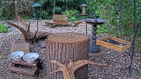 LIVE 24/7 Indiana Birds, Squirrels and Wildlife Feeder Cam