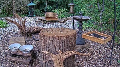 LIVE 24/7 Indiana Birds, Squirrels and Wildlife Feeder Cam