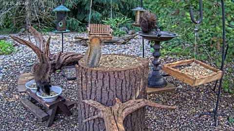 LIVE 24/7 Indiana Birds, Squirrels and Wildlife Feeder Cam